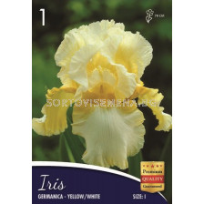 Ирис (Iris) Germanica yellow/white