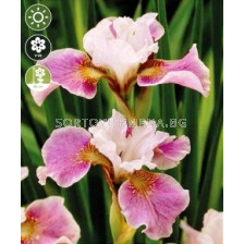 Ирис sibirica Dance Ballerina Dance - 1 бр