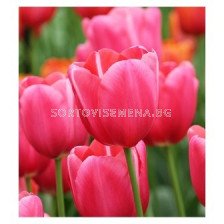 Лале Renown 11/12 - Tulip Renown 11/12