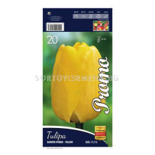 Лале (Tulip) Darwin Hybrid Yellow