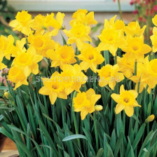 Нарцис /Narcissus Golden Harvest/ 1 бр