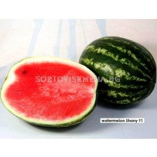 Семена Дини Шани F1 - Watermelon Shany F1- 100 семена