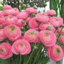 Ранункулус / Ranunculus asiaticus aviv pink / 