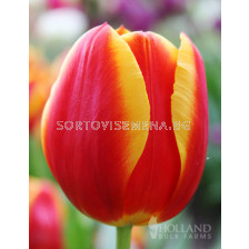 Лале Еarly Flair 11/12