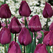 Лале /Tulip NEGRITA'/ 1 бр