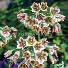 Декоративен лук  Allium Siculum 1 бр