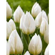 Лале White Prince 1 бр