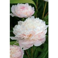 Божур розов/бял /PAEONIA PECHER/ 1 коренище				