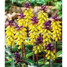 Мускари (Muscari) Golden Fragrance - 1бр