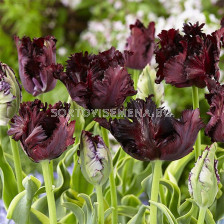 Лале Frozen Night 1 бр