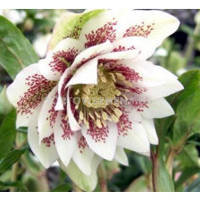 Кукуряк / Helleborus Double Ellen Spotted White / 1 бр			