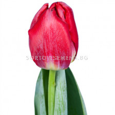 Лале /Tulip ''ANTARTICA FIRE/ 1 бр
