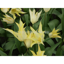 Лале /Tulip Johan Cruijff/ 10/11