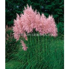 Пампаска трева розова / cortaderia selloana rosea / 1 бр саксия разсад