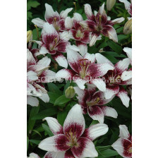 Лилиум азиатски  /Lilium asiatic Centerfold / 1 бр