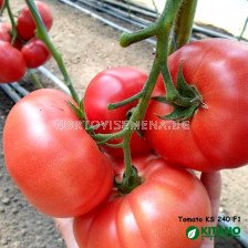 Семена Домати Исима (KS 240) - 100 сем