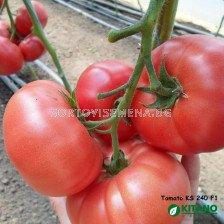 Семена домати Исима F1- Tomato Isima F1 (KS 240)
