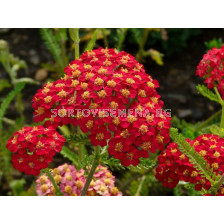 Равнец- червен Паприка / achillea millefolium paprika / 1 бр