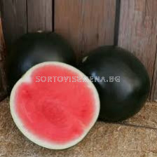 Семена дини 280-800 F1 /ZKI/ - 500 семена