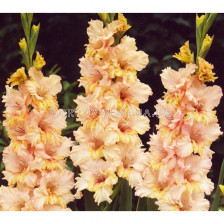 Гладиол Gladiolus Rumba Frizzle 1 бр