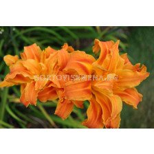 Хемерокалис двоен оранж / Hemerocallis Double orange / 1 бр