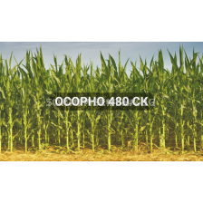 Осорно 480СК - 1 л