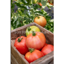 Домати Сандеро 250сем