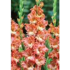 Гладиол (Gladiolus) Frizzled Coral Lace