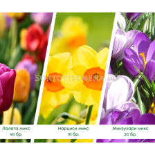 Разпродажба на есенни луковици: лалета, нарциси и минзухари