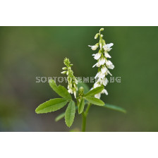 Семена Бяла комунига - TF - 100г