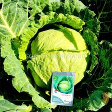 Семена Зеле Megaton F1 - BJ-1000 семена