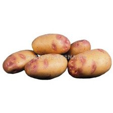 семе картофи Пикасо (Picaso) 25кг