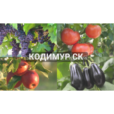 Кодимур СК