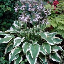 Хоста - Hosta Antioch - 1 бр 