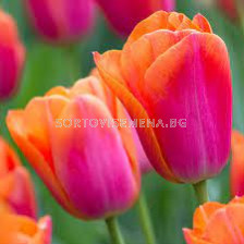 Лале /Tulip Oscar/ 11/12