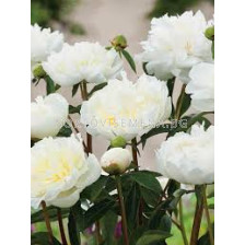 Божур / Paeonia 'Duchesse de Nemours' /- 1 бр