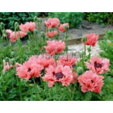 Мак - Papaver Pink Ruffles - 1 корен			