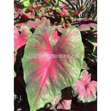 Каладиум /Caladium  'Brandy Wine'/- 1бр
