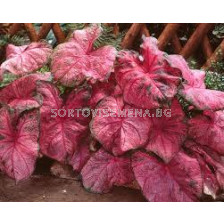 Каладиум Фани Мюнсън /Caladium 'Fannie Munson'/- 1бр