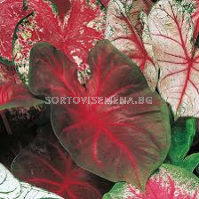 Каладиум Фрейда Хемпъл / Caladium 'Freida Hemple'/- 1 бр