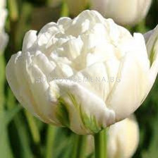 Лале /Tulip Marina Ingman/ Double - 11/12