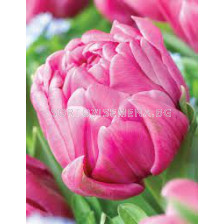 Лале /Tulip Double You/ 11/12