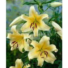 Лилиум - Lilium ot-hybrids 'Honeymoon' - 1 бр