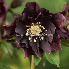 Кукуряк / Helleborus Double Ellen Purple /  1 бр 