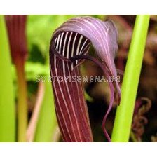 Аризема костатум /Arisaema costatum/- 1бр