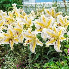 Лилиум - Lilium oriental 'Gold Band' - 1 бр