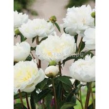 Божур / Paeonia 'Duchesse de Nemours' /- 1 бр