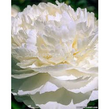 Божур бял / Paeonia white / 1 бр