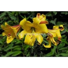 Лилиум - Lilium 'Golden Splendour' - 1 оп-2 бр