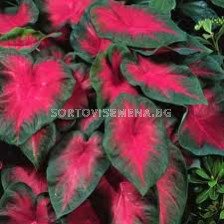 Каладиум, Кардинал /Caladium (hybriden) bicolor 'Cardinal'/- 1бр